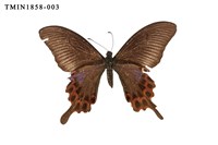 藏品(雙環翠鳳蝶)的圖片